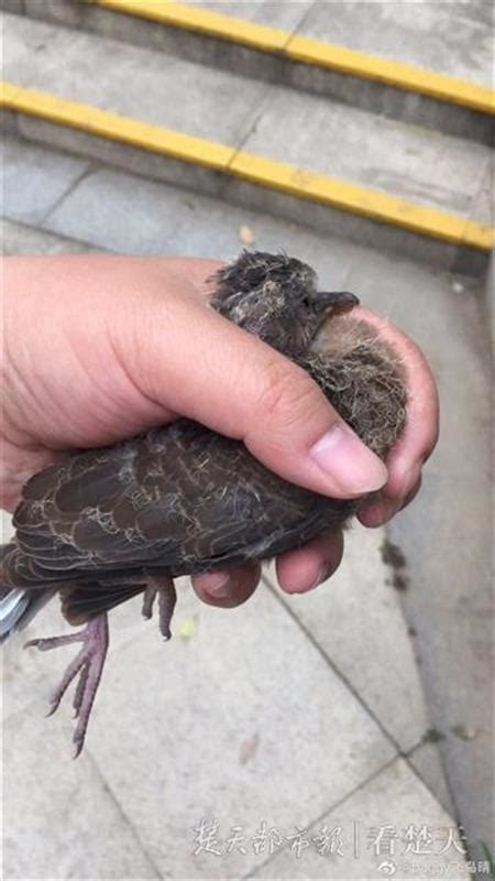 斑鳩幼鳥死亡|救援受傷野鳥 鳥會醫院互助合作